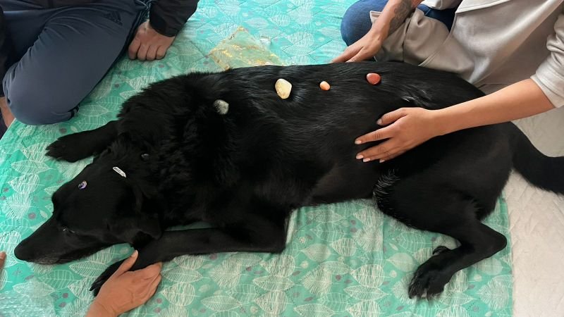 Comunicación Animal